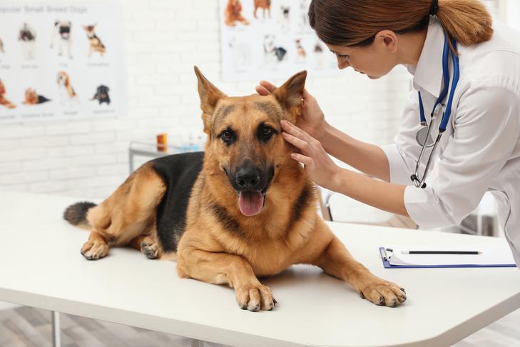 The Importance of Regular Veterinary Care for Pets